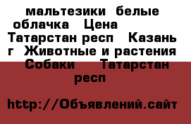 мальтезики. белые облачка › Цена ­ 30 000 - Татарстан респ., Казань г. Животные и растения » Собаки   . Татарстан респ.